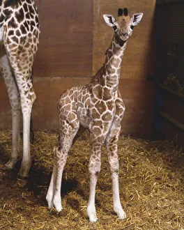 Baby Giraffe (Giraffa camelopardalis) standing straight, looking at camera, mother animal partly visible in background Baby Giraffe (Giraffa camelopardalis) standing straight, looking at camera, mother animal partly visible in background