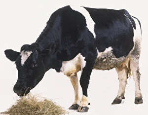 Black and white Domestic Cow (Bos taurus) feeding on hay, side view Black and white Domestic Cow (Bos taurus) feeding on hay, side view