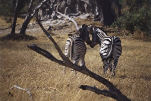 Burchell's Zebra, Equus burchelli, rear view of two standing in grassland, touching noses, nuzzling affectionately, distinctive black and white stripes, long tails hanging, tree branch in foreground Burchell's Zebra, Equus burchelli, rear view of two standing in grassland, touching noses, nuzzling affectionately, distinctive black and white stripes, long tails hanging, tree branch in foreground