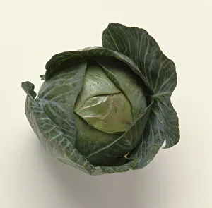 Cabbage
