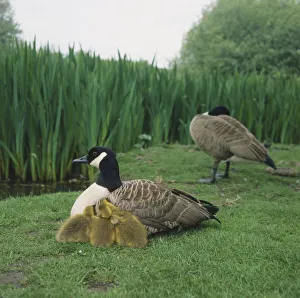 Two Canada Geese (Branta canadensis) on grass by edge of field Two Canada Geese (Branta canadensis) on grass by edge of field