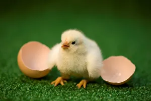 Chick
