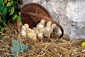Chicks