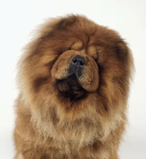 Chow chow with head tilted to one side, close-up, front view Chow chow with head tilted to one side, close-up, front view