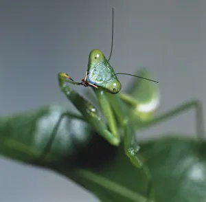 Close-up of Mantis on Leaf