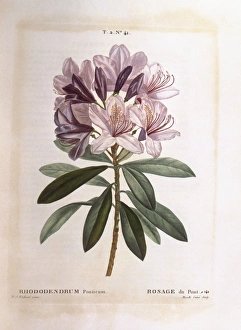 Common rhododendron (Rhododendron ponticum), Henry Louis Duhamel du Monceau, botanical plate by Pierre Joseph Redoute Common rhododendron (Rhododendron ponticum), Henry Louis Duhamel du Monceau, botanical plate by Pierre Joseph Redoute