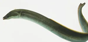 Conger Eel