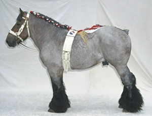 Dutch draught horse wearing a bridle, girth and plaited mane Dutch draught horse wearing a bridle, girth and plaited mane