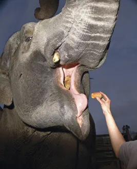 Elephas maximus, Indian elephant, head in front view with mouth wide open Elephas maximus, Indian elephant, head in front view with mouth wide open