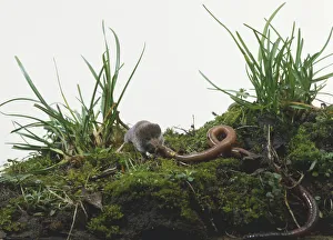 European pygmy shrew (Sorex minutus) in grass, eating an earthworm European pygmy shrew (Sorex minutus) in grass, eating an earthworm