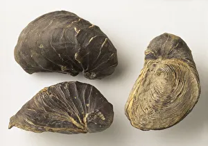 Fossilised Exogyra africana (Oyster shells), late Cretaceous era Fossilised Exogyra africana (Oyster shells), late Cretaceous era