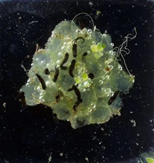Frog spawn