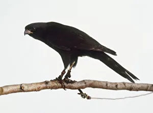 Gabar goskawk (Melierax gabar) perching on a branch, side view Gabar goskawk (Melierax gabar) perching on a branch, side view