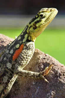Green Lizard. Namibia