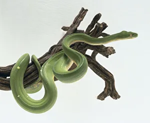 Green Tree Python, Morelia viridis