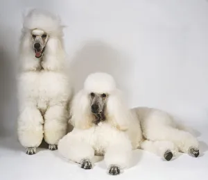 Two groomed, white Standard Poodles (Canis familiaris), front view Two groomed, white Standard Poodles (Canis familiaris), front view