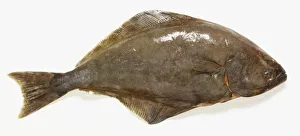 Halibut, side view