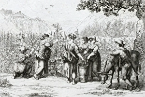 The Harvest In Tivoli The Harvest In Tivoli