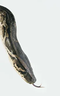 Head of Burmese python (Python molurus), hissing, close-up, side view