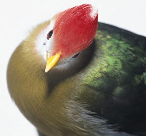 Head close-up of a Red-Crested Turaco, showing the bright red Head close-up of a Red-Crested Turaco, showing the bright red