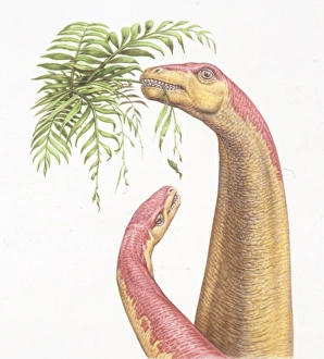 Illustration representing Kotasaurus and young eating leaves of tree Illustration representing Kotasaurus and young eating leaves of tree