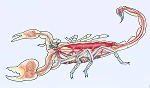 Illustration showing a cross-section of anatomy of the imperial scorpion, Pandinus imperator Illustration showing a cross-section of anatomy of the imperial scorpion, Pandinus imperator