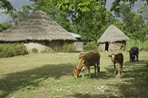 Kenya, Kakamega Forest National Reserve, small farm with thatched mud huts and cows grazing in the foreground Kenya, Kakamega Forest National Reserve, small farm with thatched mud huts and cows grazing in the foreground
