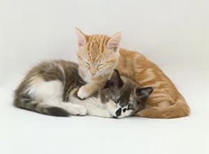 Two Kittens (Felis catus) lying together, with their eyes closed Two Kittens (Felis catus) lying together, with their eyes closed