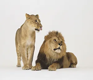 Lioness standing with Lion (Panthera leo) lying down next to her Lioness standing with Lion (Panthera leo) lying down next to her