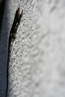 Lizard on the Wall