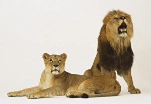 Male and female lions, Panthera leo, the male is sitting up with mouth open and female is lying on it's side Male and female lions, Panthera leo, the male is sitting up with mouth open and female is lying on it's side
