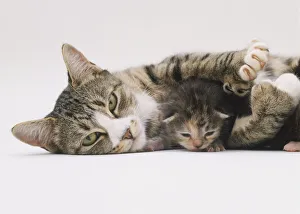 Mother cat lying down with tiny kitten lying between her front legs Mother cat lying down with tiny kitten lying between her front legs