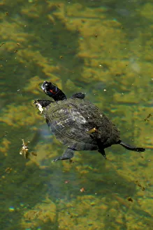 Red Eared Slider. Pseudemys Scripta Elegans