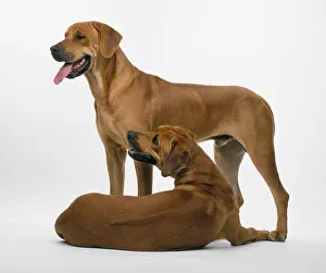 Two Rhodesian Ridgebacks, one standing, the other lying down