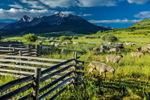 Sheep graze on Hastings Mesa near Ridgway, Colorado from truck Sheep graze on Hastings Mesa near Ridgway, Colorado from truck