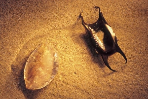 Shells