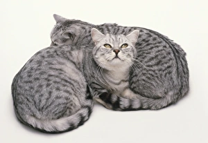 Two Silver Spotted British Shorthair cat lying together, one looking up Two Silver Spotted British Shorthair cat lying together, one looking up