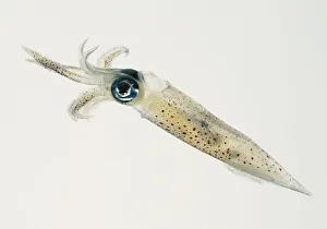 A see through squid