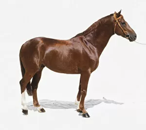 Standing brown horse (Equus caballus), side view