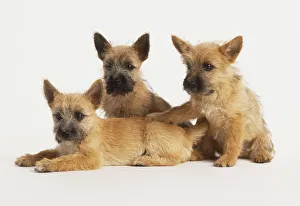 Three tan Puppies (Canis familiaris) huddled together, two sitting Three tan Puppies (Canis familiaris) huddled together, two sitting