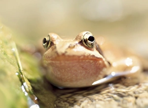Toad