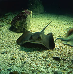 Undulate Ray