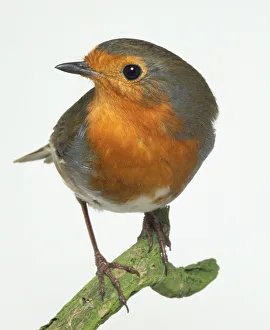 Front view of a Eurasian Robin perching on a branch in an alert posture Front view of a Eurasian Robin perching on a branch in an alert posture