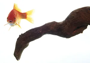 Front view of a Goldfish (Carassius auratus) swimming with tail to side Front view of a Goldfish (Carassius auratus) swimming with tail to side