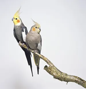 Front view of two male and female Cockatiels, perching on a branch, showing the raised crest's, light red cheek pattern, and white wing patch Front view of two male and female Cockatiels, perching on a branch, showing the raised crest's, light red cheek pattern, and white wing patch