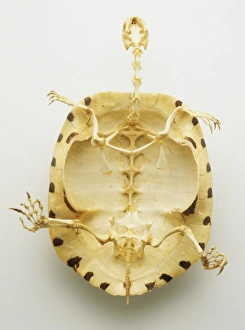 Below bottom view of the whole skeleton of a turtle with thin bones inside a thick protective shell