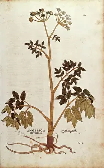 Wild Angelica (Angelica sylvestris) by Leonhart Fuchs from De historia stirpium Wild Angelica (Angelica sylvestris) by Leonhart Fuchs from De historia stirpium