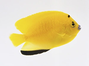 A yellow coloured tropical fish with black markings in bottom fin A yellow coloured tropical fish with black markings in bottom fin