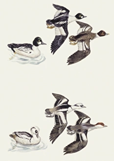 Zoology: Birds, Common Goldeneye (Bucephala clangula), illustration Zoology: Birds, Common Goldeneye (Bucephala clangula), illustration