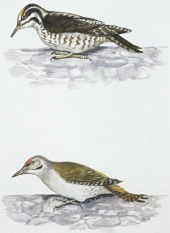 Zoology: Birds, Three-toed Woodpecker, (Picoides tridactylus) and Grey-headed Woodpecker (Picus canus), illustration Zoology: Birds, Three-toed Woodpecker, (Picoides tridactylus) and Grey-headed Woodpecker (Picus canus), illustration